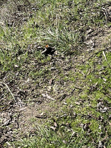 iNaturalist observation photo of California Tortoiseshell