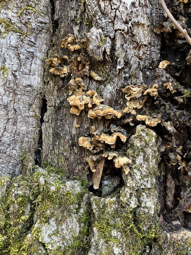 iNaturalist observation photo of Bleeding Oak Crust