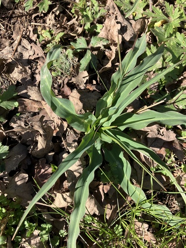 iNaturalist observation photo of wavy-leafed soap plant