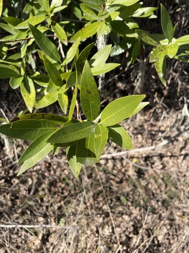 iNaturalist observation photo of California bay