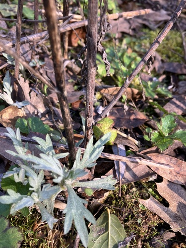 iNaturalist observation photo of California mugwort