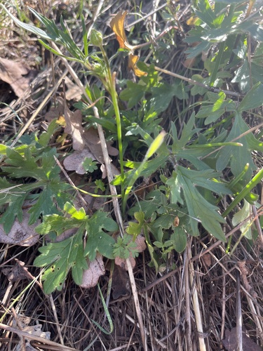iNaturalist observation photo of buttercups