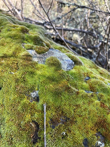 iNaturalist observation photo of Grimmia Dry Rock Moss