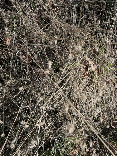 iNaturalist observation photo of bristly dogtail grass