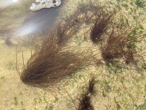 Gracilaria gracilis observed 2024-11-02