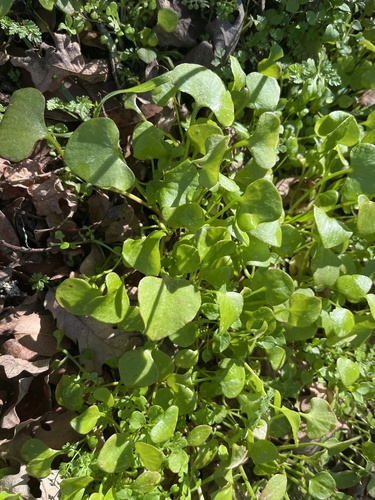 iNaturalist observation photo of miner's lettuce