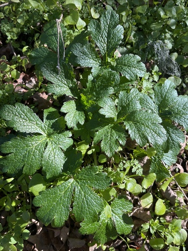 iNaturalist observation photo of Pacific Sanicle