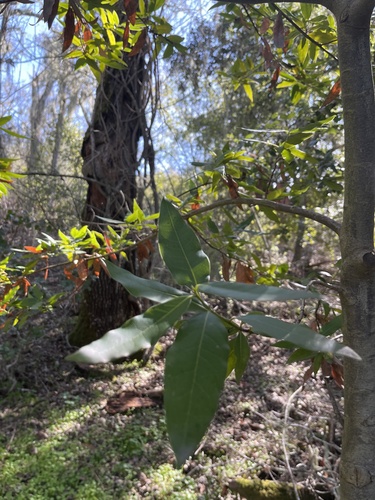 iNaturalist observation photo of California bay