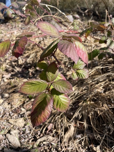 iNaturalist observation photo of Armenian Blackberry