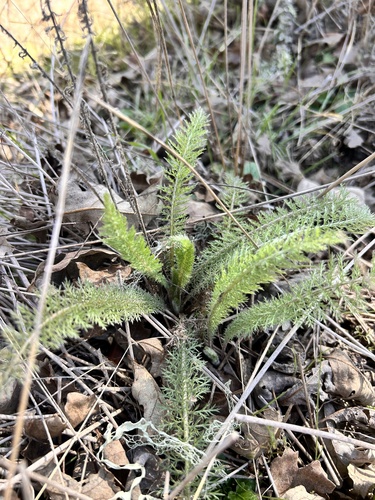iNaturalist observation photo of common yarrow
