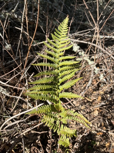 iNaturalist observation photo of coastal woodfern