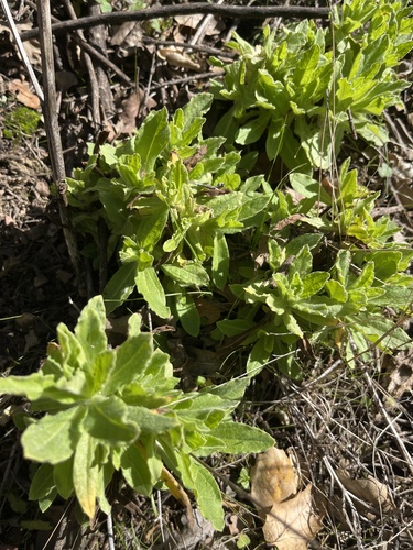 iNaturalist observation photo of rabbit-tobaccos