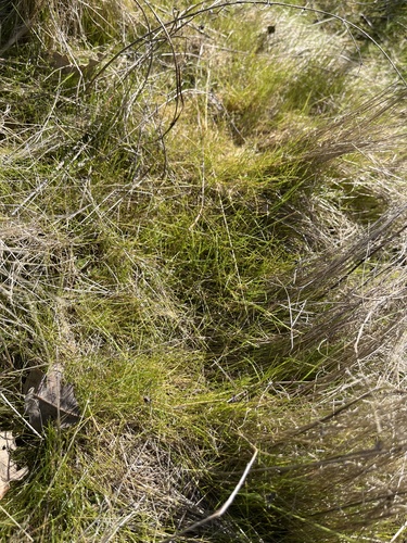 iNaturalist observation photo of Plants