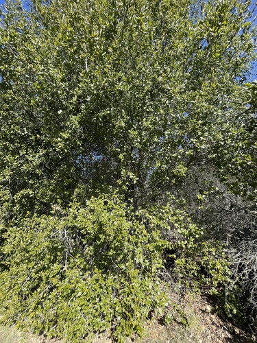 iNaturalist observation photo of coast live oak