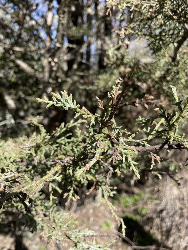 iNaturalist observation photo of western cypresses