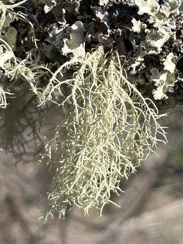 iNaturalist observation photo of beard lichens