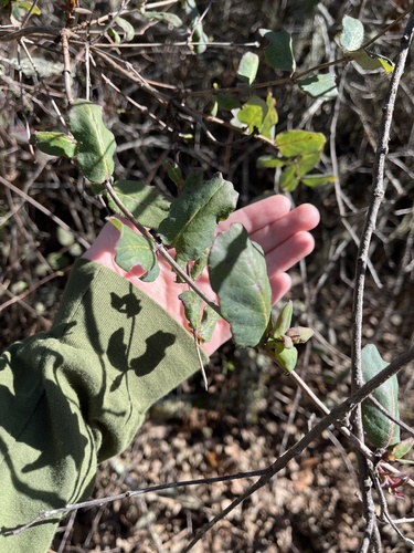 iNaturalist observation photo of honeysuckles, moschatels, and allies