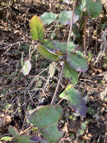 iNaturalist observation photo of Pink Honeysuckle