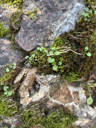 iNaturalist observation photo of hairy bittercress