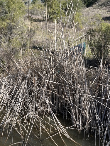 iNaturalist observation photo of grasses, sedges, cattails, and allies