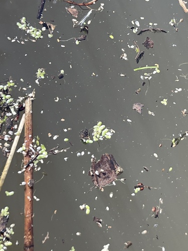 iNaturalist observation photo of Common Duckweed