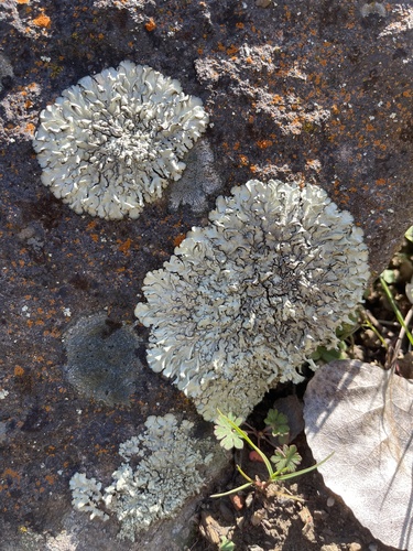 iNaturalist observation photo of rock shield lichens
