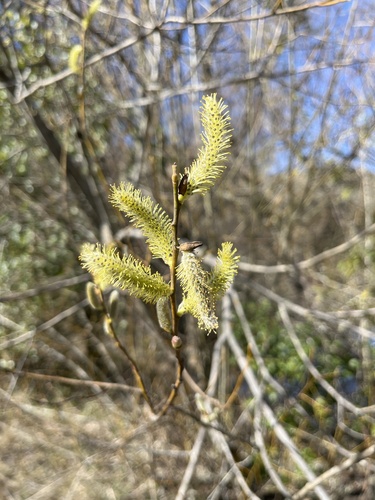iNaturalist observation photo of Willows