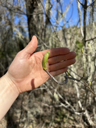 iNaturalist observation photo of California buckeye