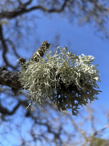 iNaturalist observation photo of Fungi Including Lichens