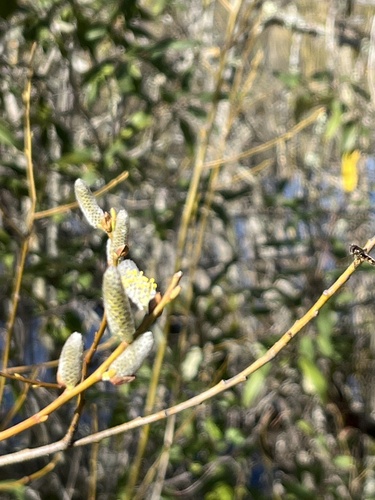 iNaturalist observation photo of Willows