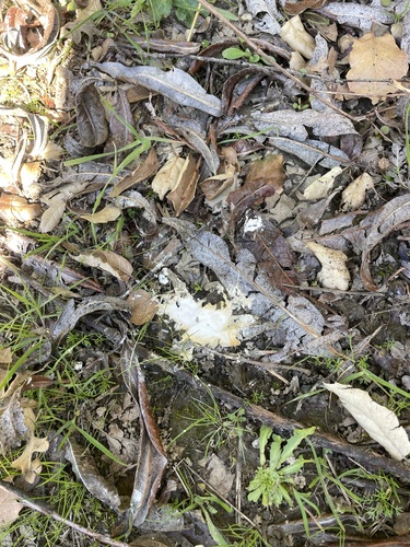 iNaturalist observation photo of Birds