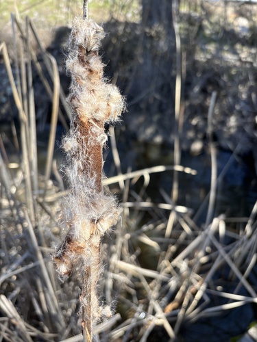 iNaturalist observation photo of Cattails