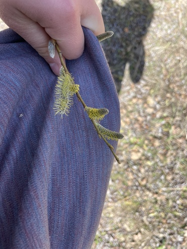 iNaturalist observation photo of Willows