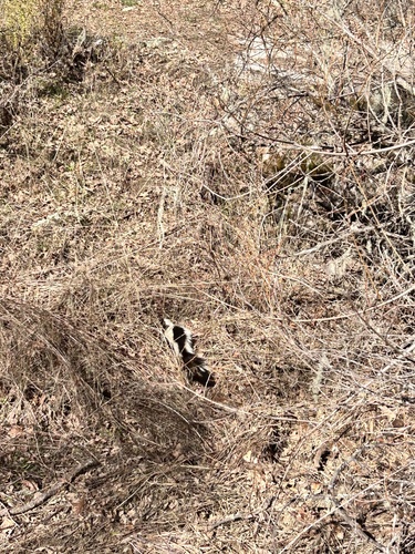 iNaturalist observation photo of Striped Skunk