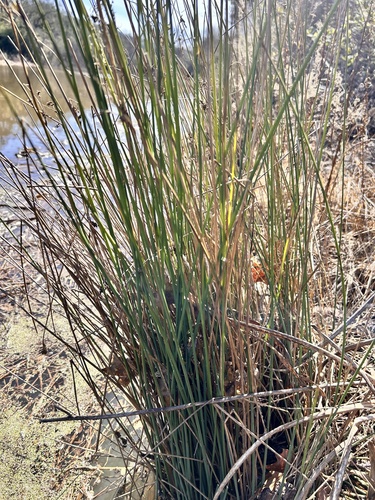 iNaturalist observation photo of Rushes and Allies