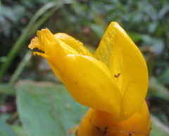 Costus lasius