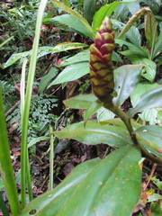 Costus lasius
