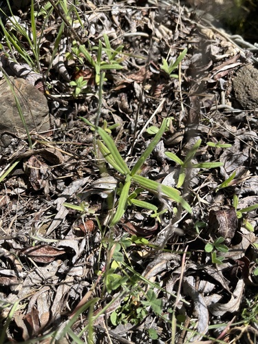 iNaturalist observation photo of woodland madia