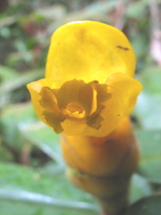 Costus lasius