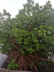 Rhizophora mucronata