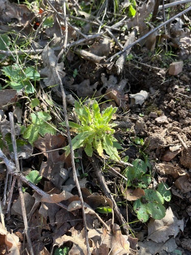 iNaturalist observation photo of Asteroideae