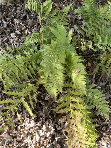 iNaturalist observation photo of coastal woodfern