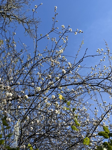iNaturalist observation photo of Dicots