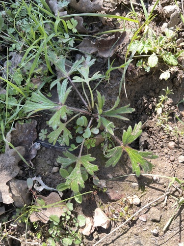 iNaturalist observation photo of buttercups