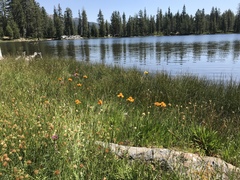 Raillardella pringlei