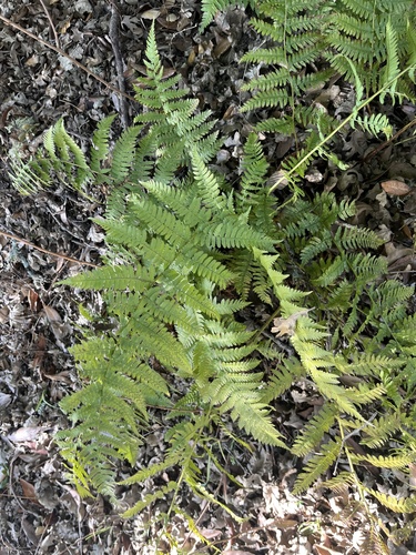 iNaturalist observation photo of coastal woodfern