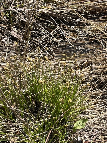 iNaturalist observation photo of Cyperoideae
