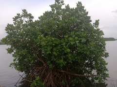 Rhizophora mucronata