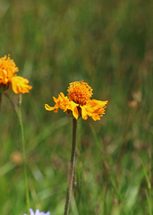 Raillardella pringlei