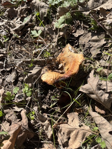 iNaturalist observation photo of Fungi Including Lichens